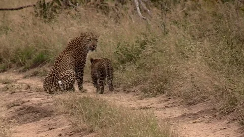 Leopard and cub Stockbeeldmateriaal 121036111