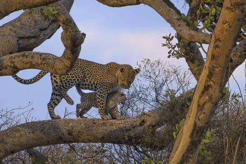 Leopard and cub walking on tree branches during evening, Panthera pardus, Stock Photos