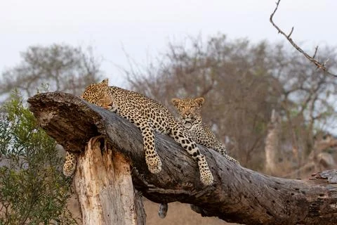 Leopard and cubs, Panthera pardus, resting on log. Stock Photos