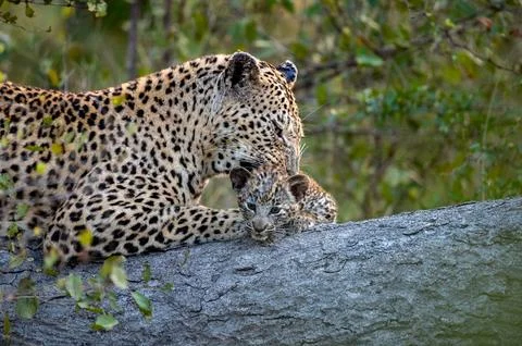 A leopard and her cub, Panthera pardus, lie down together on a log while th.. Foto stock