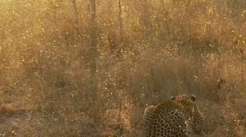 Leopard and Hyena 库存影片 532867