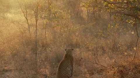 Leopard and Hyena 库存影片 8776745