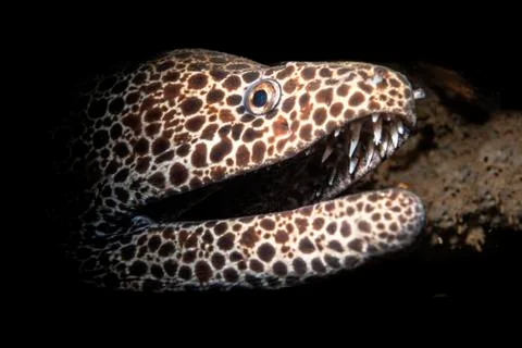 Leopard and laced moray eel Stock Photos