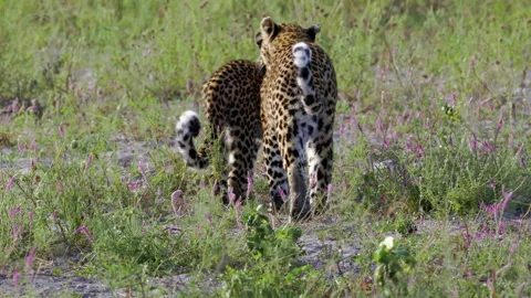 Leopard and Leopard Cub Together in Moremi Game Reserve Video stock 334335438