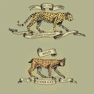 Leopard and lynx logos, emblems or badges with wild animals and banners or Stock-Illustration