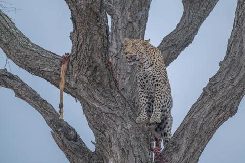 Leopard and prey in a tree Foto stock