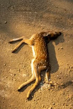 Leopard and Spotted Deer kill Stock-Fotos