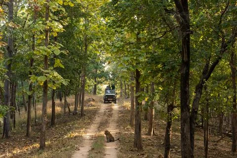 Leopard and Spotted Deer kill Stock-Fotos