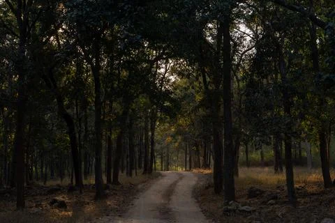 Leopard and Spotted Deer kill Stock-Fotos
