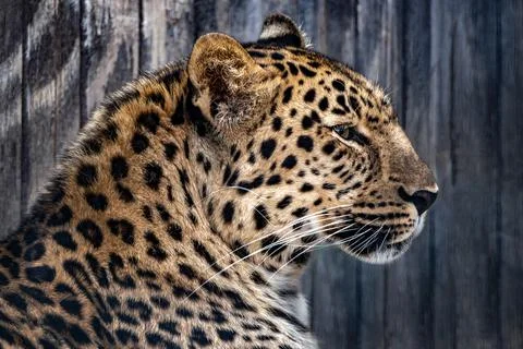 Leopard animal background close-up Stock Photos