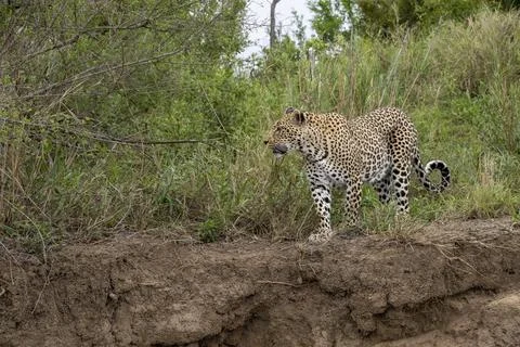 Leopard approaching a Cliff over the Sand River in South Africa Stock Photos