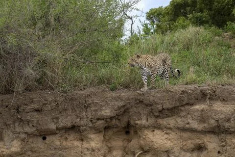 Leopard approaching a Cliff over the Sand River in South Africa Stock Photos