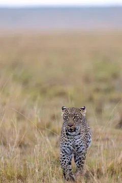 Leopard Approaching in the Dry Grass Stock Photos