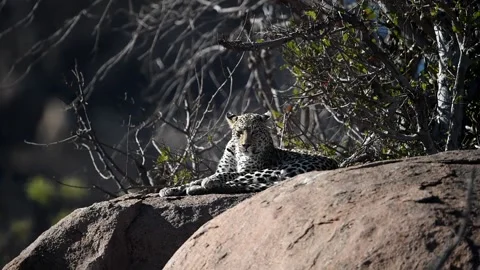 Leopard approaching its prey Stock Footage 132747637