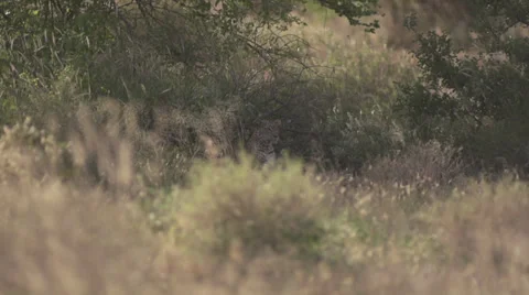 Leopard attack  Stock Footage 33529928