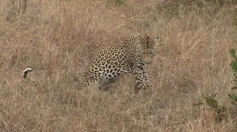 Leopard attacked by waterhog Stock Footage 22778359