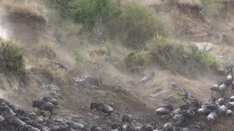 Leopard Attacking Wildebeest During River Crossing in Maasai Mara Stock Footage 257875627