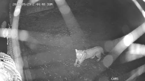 Leopard Attacks my Dog at my House in India, Deolali, Nashik, Maharashtra, India Stock Footage 205428195