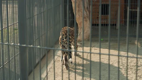 Leopard attentively scans environment with keen and focused awareness, Large Stock Footage 329439624