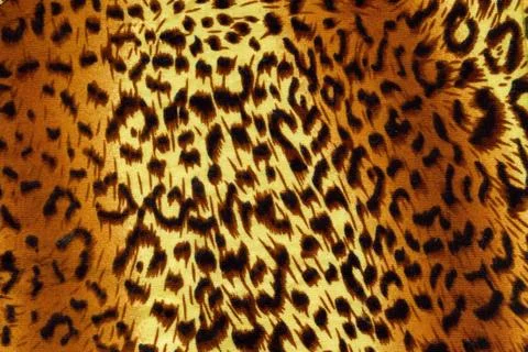 Leopard backgrounds Stock Photos