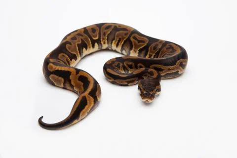 Leopard ball python or royal python (python regius), female Stock-Fotos