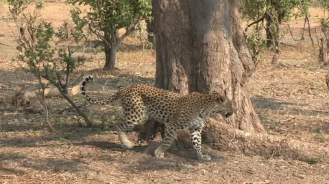 Leopard at base of tree and then climbing into tree Stock Footage 46374203