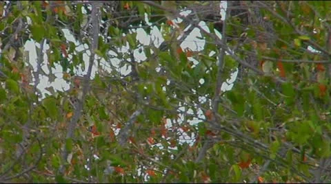 Leopard base of tree looking up Stock Footage 22201028