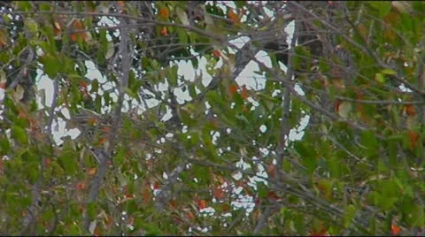 Leopard base of tree well camouflaged until moves head Video stock 22200840
