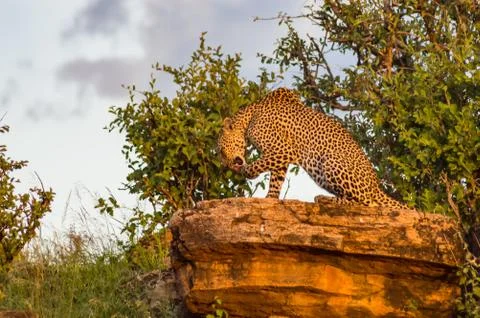 A leopard bathing on a rock Stock-Fotos