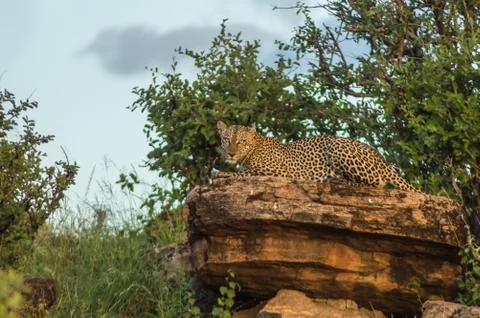 A leopard bathing on a rock in Samburu Stock Photos