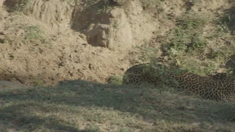 Leopard is beautiful-Sri Lanka . Stock Footage 235547869