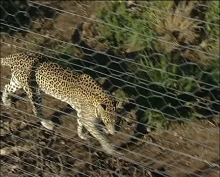 A leopard behind a wire fence Stock Footage 11620585