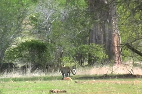 Leopard being chased by Jackals Vídeo Stock 573836