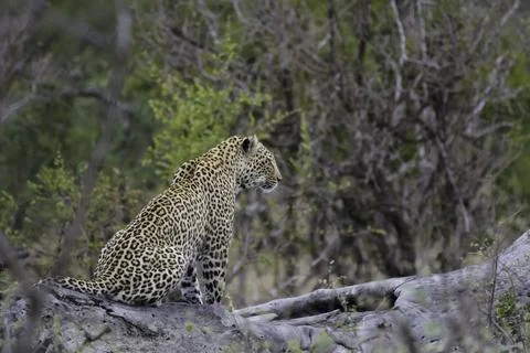 Leopard a big five during safari in Kruger national park Stock Photos