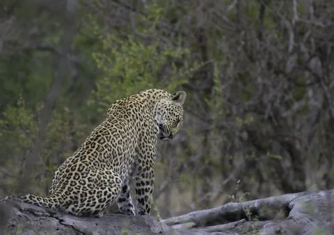 Leopard a big five during safari in Kruger national park Stock Photos