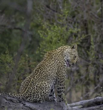 Leopard a big five during safari in Kruger national park Stock Photos
