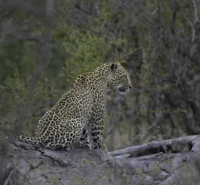 Leopard a big five during safari in Kruger national park Stock Photos
