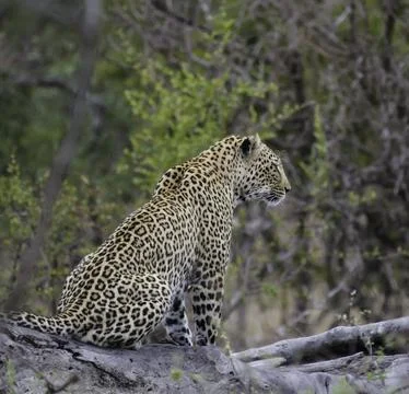 Leopard a big five during safari in Kruger national park Stock Photos