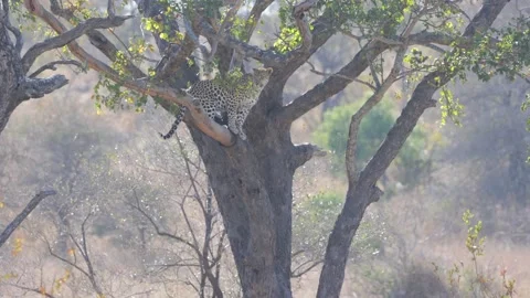 Leopard in a big tree Stock Footage 158226965