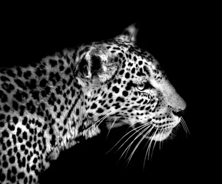 Leopard in black and white Stock Photos