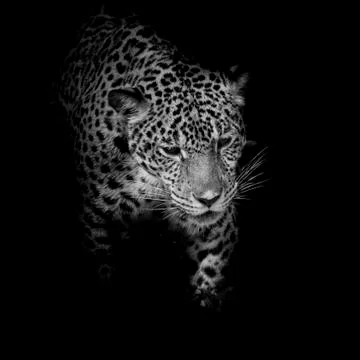 Leopard black and white Stock Photos