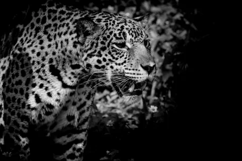 Leopard black and white Stock Photos