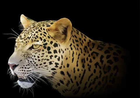 Leopard on Black Background Stock Illustration