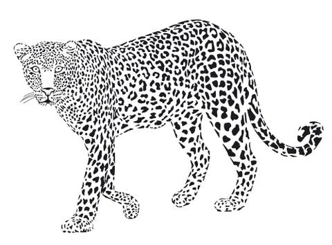 Leopard black on white, isolated - vector illustration Stock Illustration