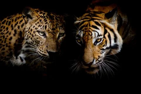 Leopard with blue eyes &amp; Tiger isolate black background Stock Photos