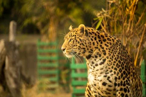 Leopard with blurred background wallpaper Stock Photos