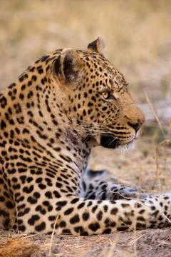 Leopard, botswana Stock Photos