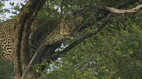 Leopard on branch getting ready to jump Stock Footage 22217461