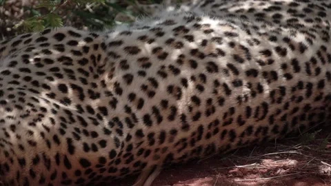 Leopard is breathing Vídeo Stock 171822451