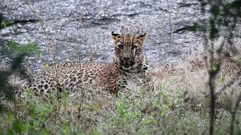 Leopard breathing hard while looking into the camera in Jawai national park 스톡 동영상 289842756
